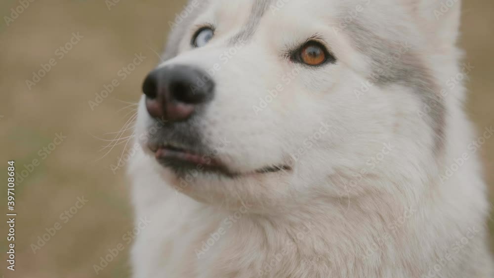 Portrait close-up white dog Husky in slow motion. Husky with heterochromia multicolored eyes. Concept of love for animals. Dog look at owner with like. Husky close up. Walking with dogs on autumn days Portrait close-up white dog Husky in slow motion. Husky with heterochromia multicolored eyes. Concept of love for animals. Dog look at owner with like. Husky close up. Walking with dogs on autumn days