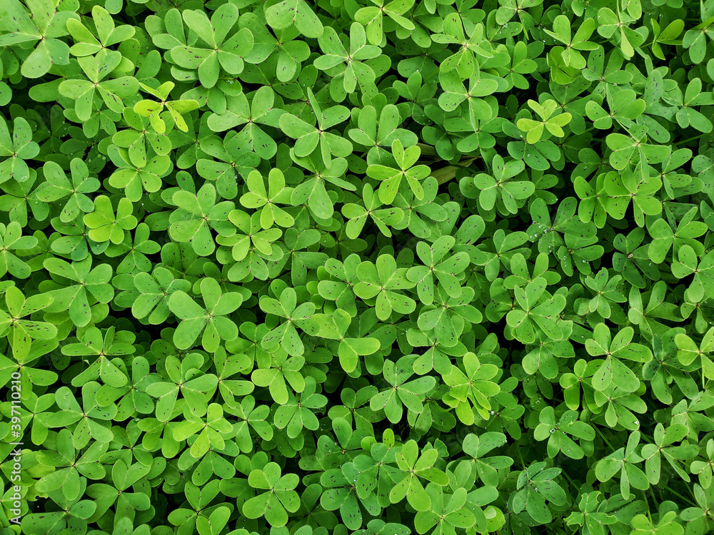Clover shamrock field background texture, natural pattern Clover shamrock field background texture, natural pattern