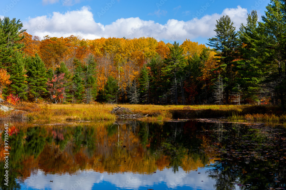 Autumn Reflection