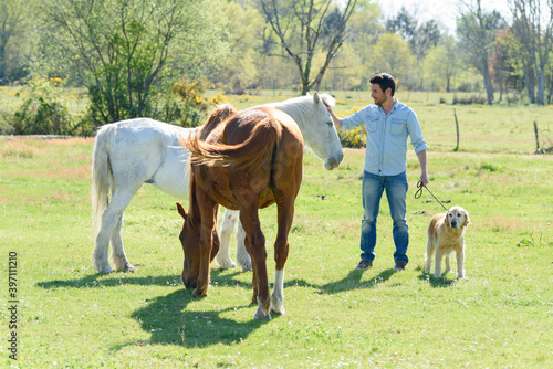 brown and white horse with man and dog