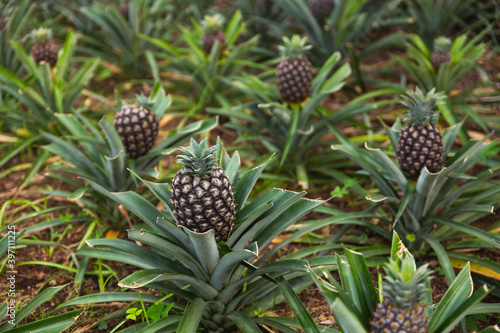 close up of a pineapple plantation multiple green small Portugal sao miguel