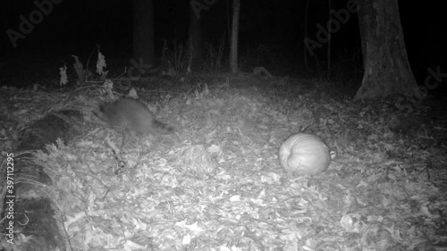 wild raccon with pumpkin in forest at night photo
