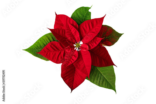 Foto Poinsettia Christmas Eve flower isolated on white