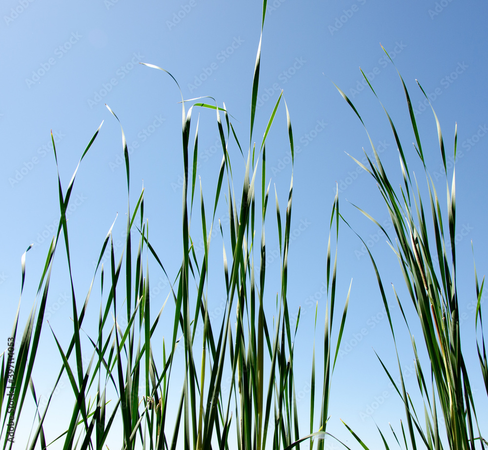 Green grass against the blue sky. Sunny, summer. Green grass against the blue sky. Sunny, summer.