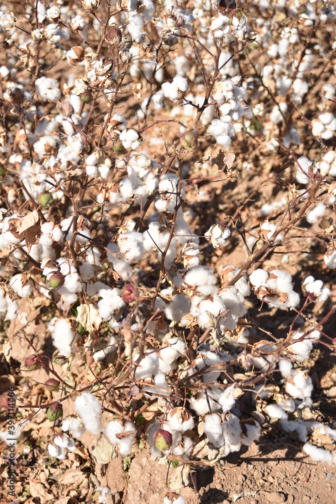 Arizona cotton field, cotton, bolls, plants, agriculture, farming, Arizona cotton field, cotton, bolls, plants, agriculture, farming,