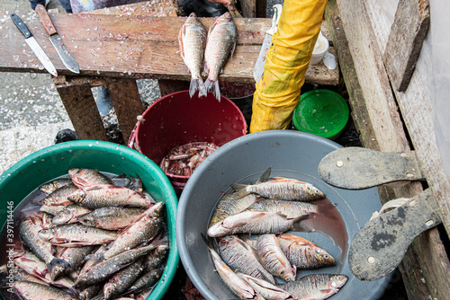 Preparing fish to sell in Chocó, Quibdó, Colombia

 photo