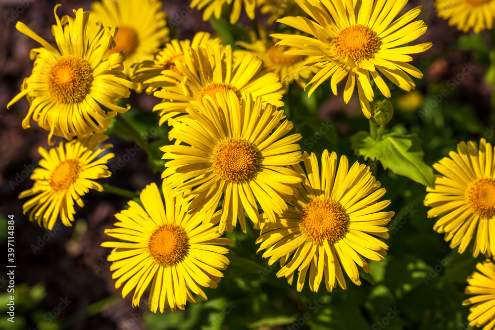 View of yellow doronicum flowers in the summer garden View of yellow doronicum flowers in the summer garden