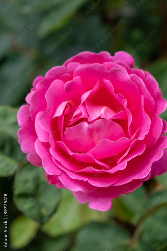 pink rose pink rose
