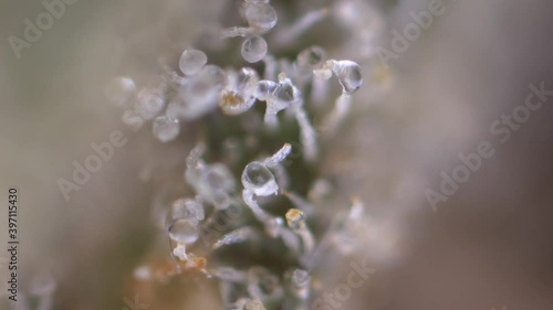 Super macro on cannabis buds, close up trichomes