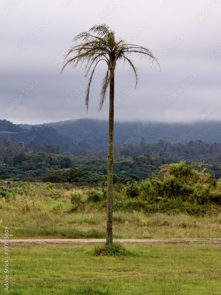 portrait image of a large coconut tree isolated in the middle of a field, in the background the Mantiqueira mountain range covered by a fine mist.