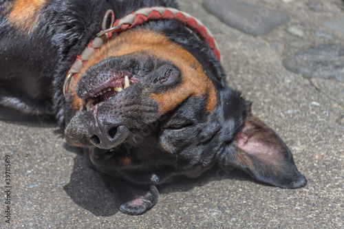 portrait of a happy dog