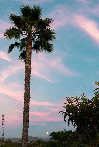 palm trees at sunset