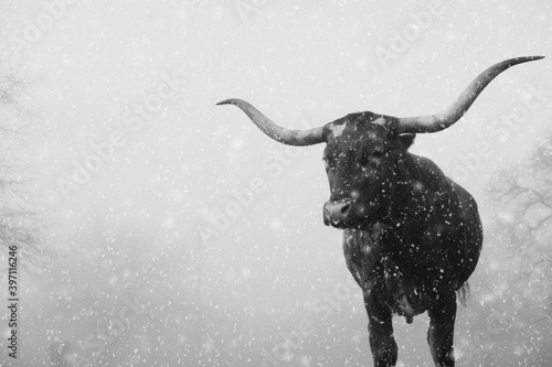 Texas longhorn cow through winter snow in black and white for horizontal farm banner with copy space on background.