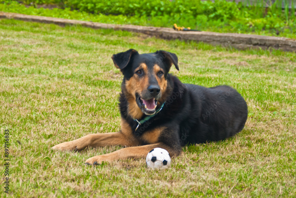 black dog with a ball on a green lawn