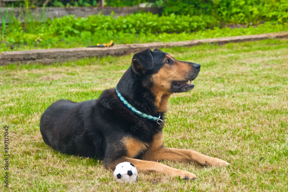 black dog with a ball on a green lawn