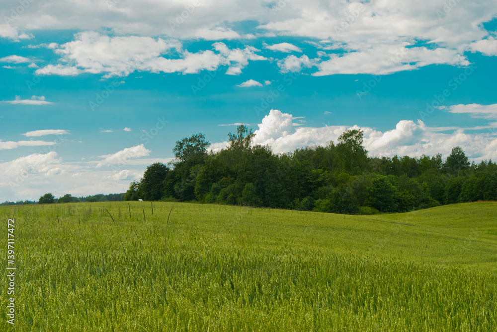 green field against blue sky