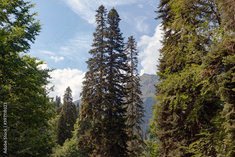 Tall coniferous trees, in the background of the mountain, left and right deciduous trees Tall coniferous trees, in the background of the mountain, left and right deciduous trees
