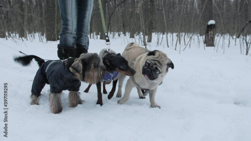 Dogs of different breeds meet on a walk. Winter park, cold weather. Pug dog evening walking. Pug, yorkshire terrier and pinscher sniffing each other Dogs of different breeds meet on a walk. Winter park, cold weather. Pug dog evening walking. Pug, yorkshire terrier and pinscher sniffing each other