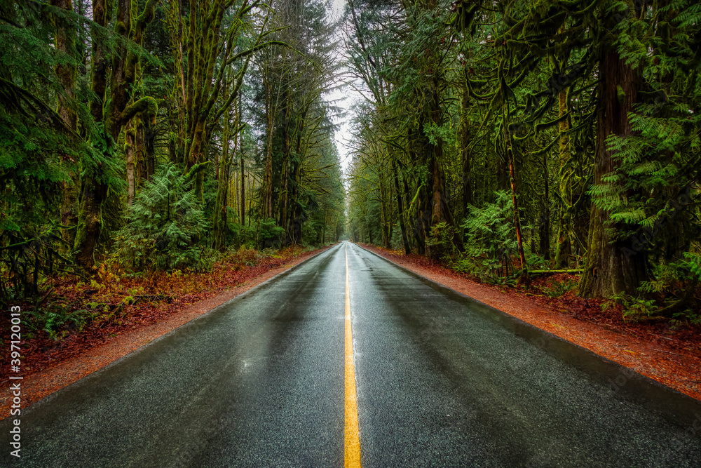 Beautiful View of a Scenic Road in the Green Forest during a rainy fall season day. Taken in Squamish, North of Vancouver, British Columbia, Canada. Beautiful View of a Scenic Road in the Green Forest during a rainy fall season day. Taken in Squamish, North of Vancouver, British Columbia, Canada.