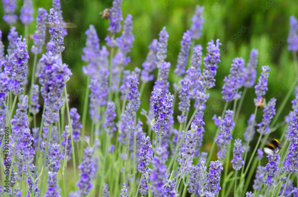Selective focus, lavender flower blooming in the garden. Selective focus, lavender flower blooming in the garden.