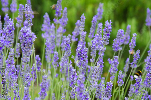 Selective focus  lavender flower blooming in the garden.