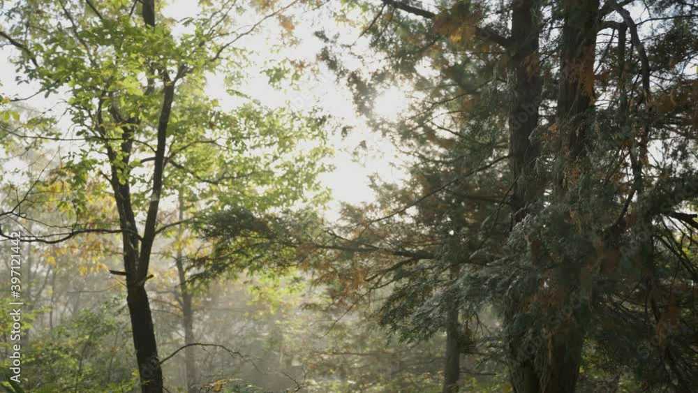 Sunrise through Misty Forest on Mountain at Takeda Ruins, Hyogo Japan Sunrise through Misty Forest on Mountain at Takeda Ruins, Hyogo Japan