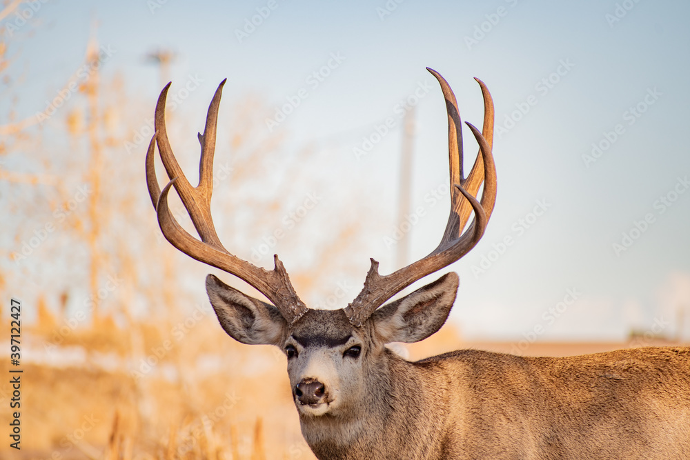 Naklejka premium deer closeup in nature