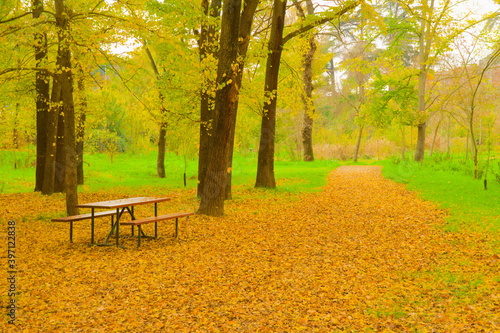 bench in the park in autumn with trees around,  ground covered with leaves, red, orange, landscape
