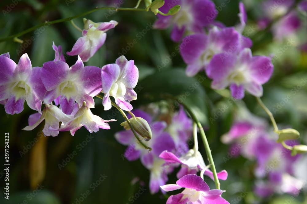 Colorful flowers in the garden,Beautiful flowers in the garden Blooming in the summer. Colorful flowers in the garden,Beautiful flowers in the garden Blooming in the summer.