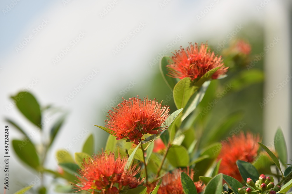 Colorful flowers in the garden,Beautiful flowers in the garden Blooming in the summer. Colorful flowers in the garden,Beautiful flowers in the garden Blooming in the summer.