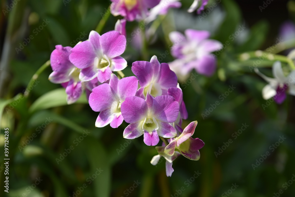 Colorful flowers in the garden,Beautiful flowers in the garden Blooming in the summer. Colorful flowers in the garden,Beautiful flowers in the garden Blooming in the summer.