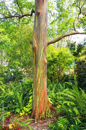 Bright and colorful rainbow eucalyptus tree growing in a tropical garden in Florida, USA.  photo