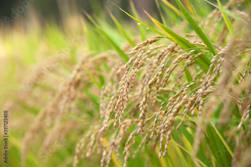 Paddy fields in the countryside are full of rice that is about to mature