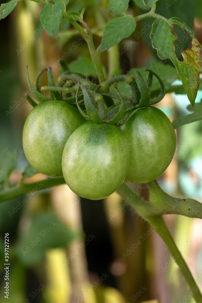 Cherry tomatoes growing on the plant. Gastronomy. Biology. Botanic. Agronomy. Organic food. Vegan food. Cherry tomatoes growing on the plant. Gastronomy. Biology. Botanic. Agronomy. Organic food. Vegan food.