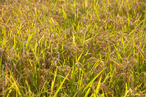 Rice grown in a large area and about to mature