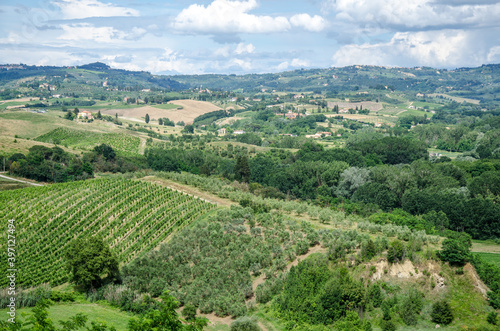 Tuscany landscape  agriculture  grape and olive fields