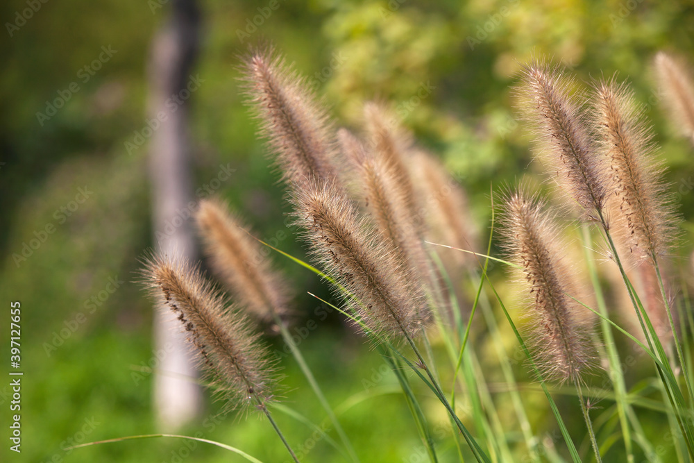 Green Pennisetum in the Wilderness of Northern Park Green Pennisetum in the Wilderness of Northern Park