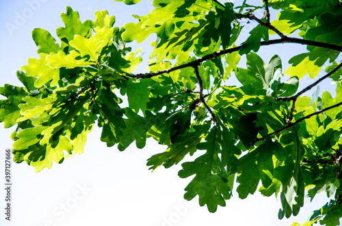 Branches with oak leaves against the sky