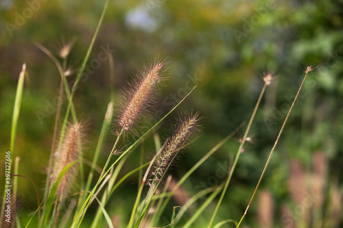 Green Pennisetum in the Wilderness of Northern Park