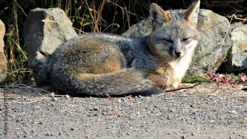 gray fox resting on the ground