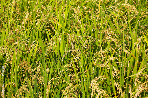 Rice ears about to fill up in rural fields