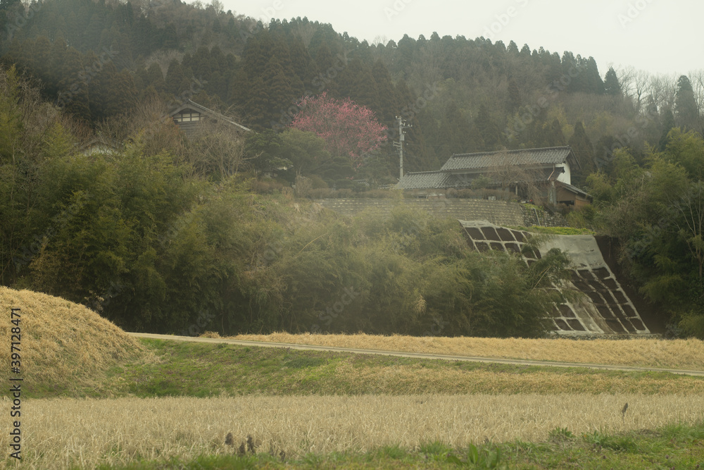 Fototapeta premium spring in Japan