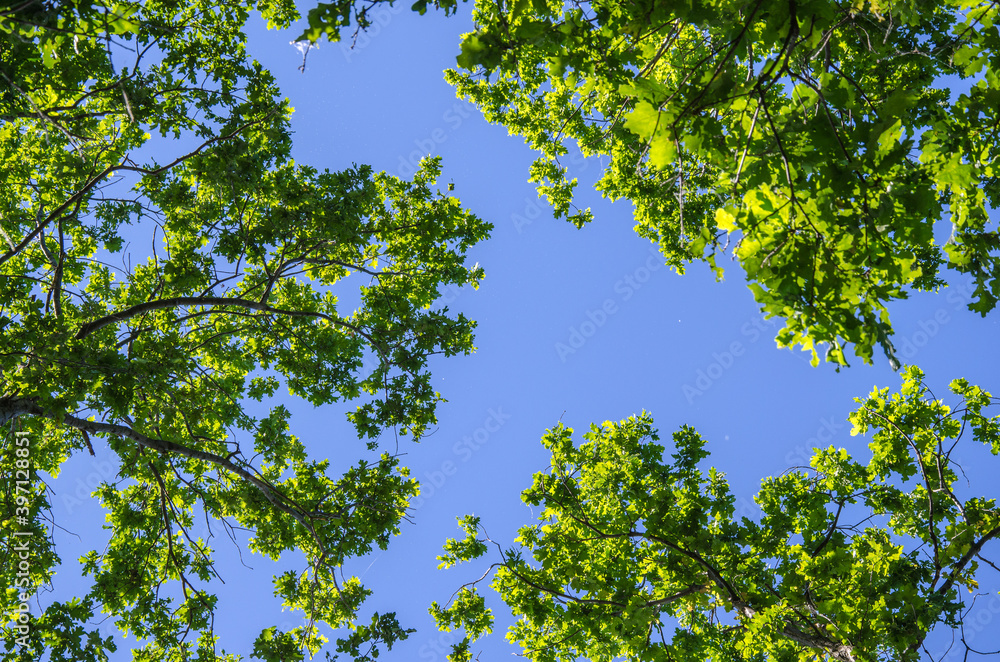Frame from green leaves on a celestial background Frame from green leaves on a celestial background