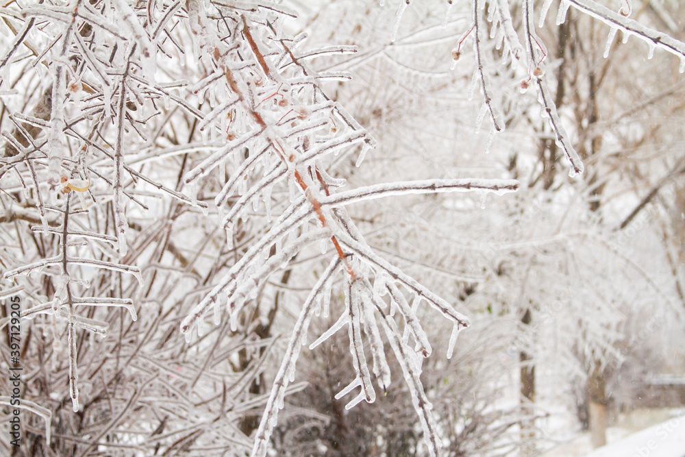 Frozen tree branches covered by ice after an ice storm. Winter landscape. Frozen tree branches covered by ice after an ice storm. Winter landscape.