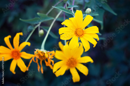 Closeup Beautiful yellow Maxican Sunflower or Tree Marigold vintage style beauty flower nature and green environmental concept.