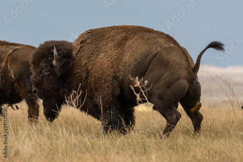 Bison Takes a Dump in Field © kellyvandellen