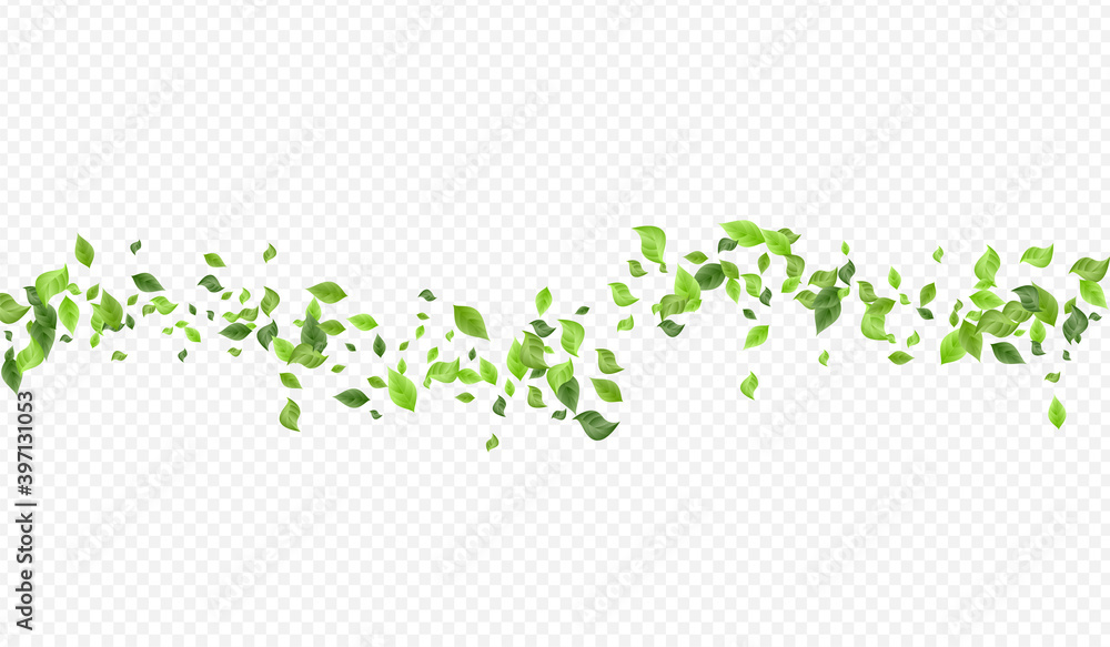 Mint Greenery Falling Vector Transparent Mint Greenery Falling Vector Transparent
