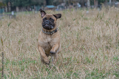 2020-12-03 A BULLMASTIFF BOUNDING THROUGH A FIELD WITH ITS EARS FLOPPING