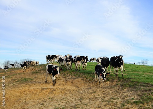 cows in the field © Vito Natale NJ USA