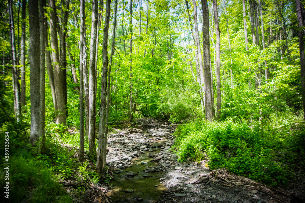 Fototapeta premium Stream in a forest grove